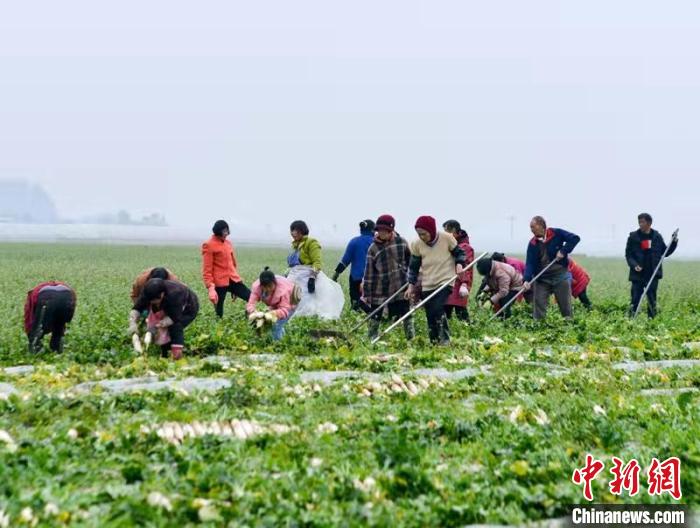 蔬菜基地工人正搶抓農(nóng)時(shí)采收蘿卜?！?汪澤民 攝