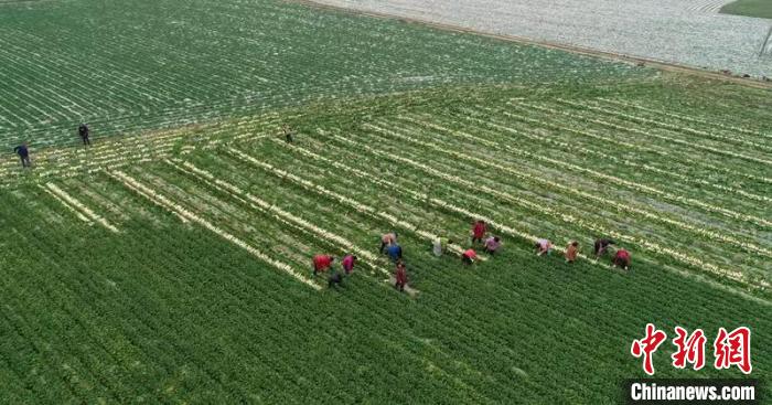 蔬菜基地工人正搶抓農(nóng)時(shí)采收蘿卜?！?彭圣洲 攝