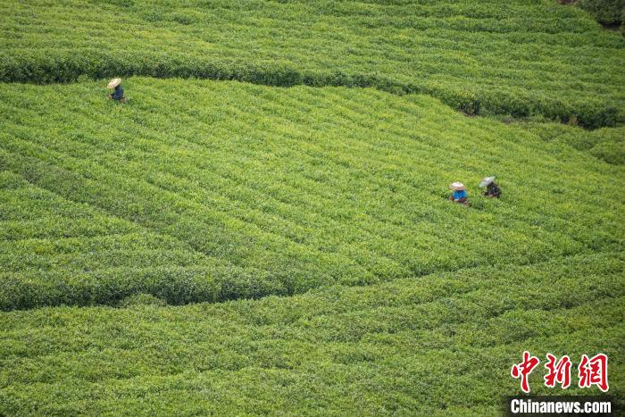 茶農(nóng)采摘谷雨茶。　唐哲 攝