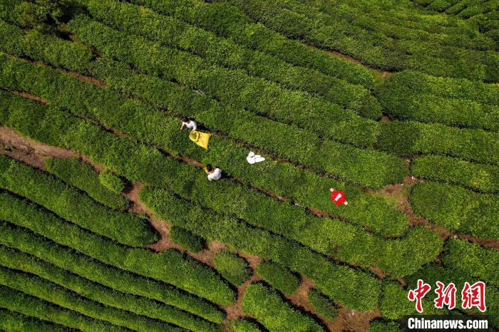 茶農(nóng)正在采摘新鮮茶葉。　唐哲 攝