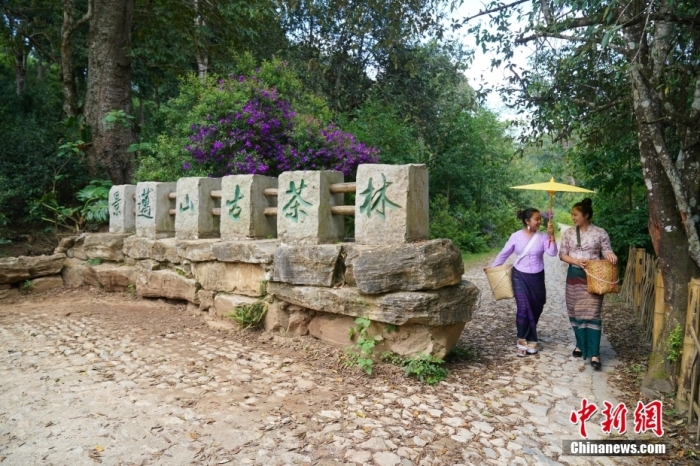 普洱景邁山古茶林文化景觀位于中國云南省普洱市瀾滄拉祜族自治縣惠民鎮(zhèn)。<a target='_blank' href='/' _fcksavedurl='/'><p  align=