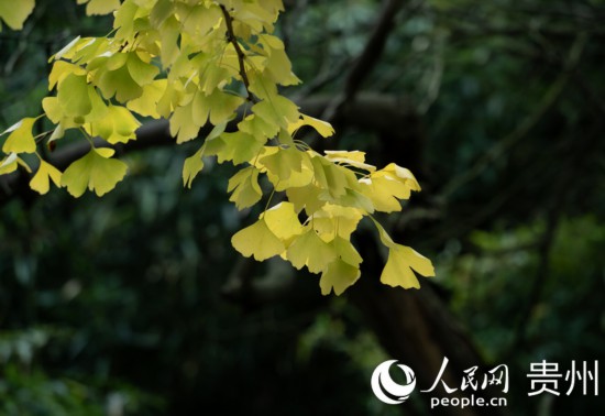 觀山湖公園秋意漸濃。人民網(wǎng) 陽茜攝