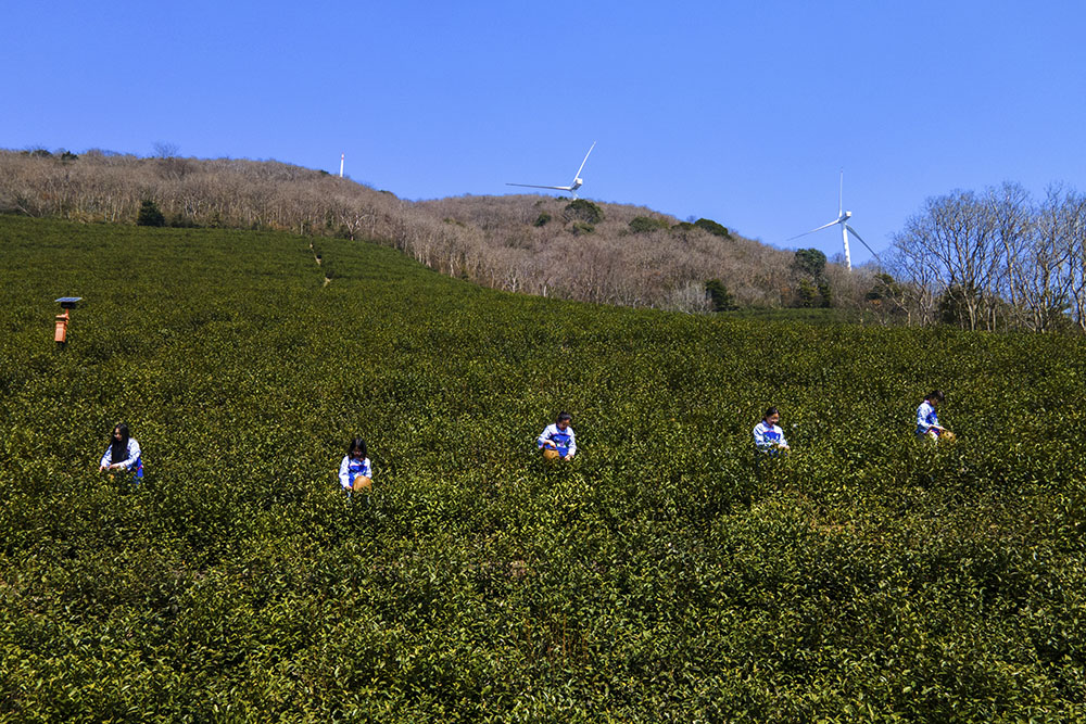 茶農(nóng)們搶抓晴好天氣采摘春茶。楊云中攝