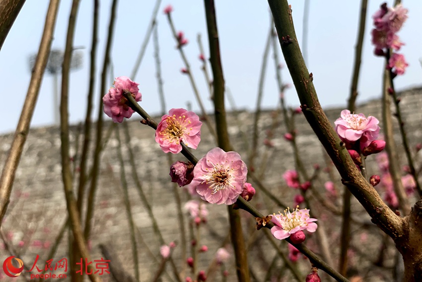 明城墻遺址公園梅花初綻。 人民網(wǎng) 池夢蕊攝