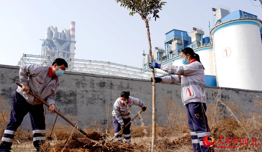 邢臺金隅職工在石邢公路沿線植樹。 宋繼昌攝