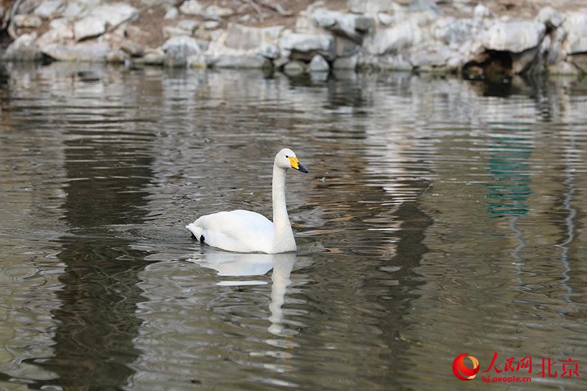 北京動(dòng)物園水禽湖上，水鳥游弋其中，傳遞春的消息。人民網(wǎng) 尹星云攝