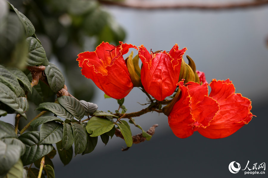 火焰木花朵呈紅色或橙紅色。人民網(wǎng) 陳博攝