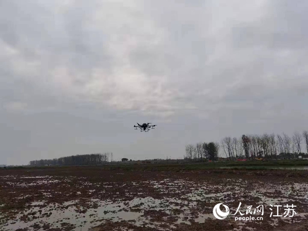 勝利圩高標準農(nóng)田進行無人機水稻播種。陽江鎮(zhèn)供圖