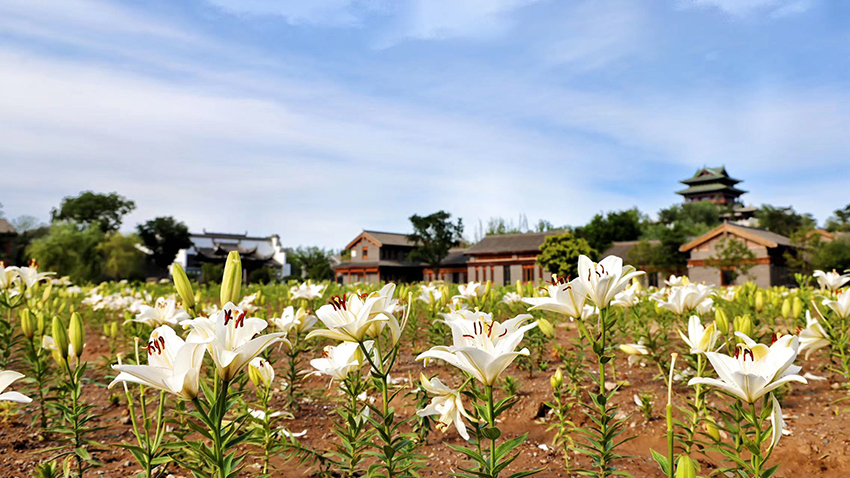 北京世園公園百合陸續(xù)盛放。（北京世園公園供圖）