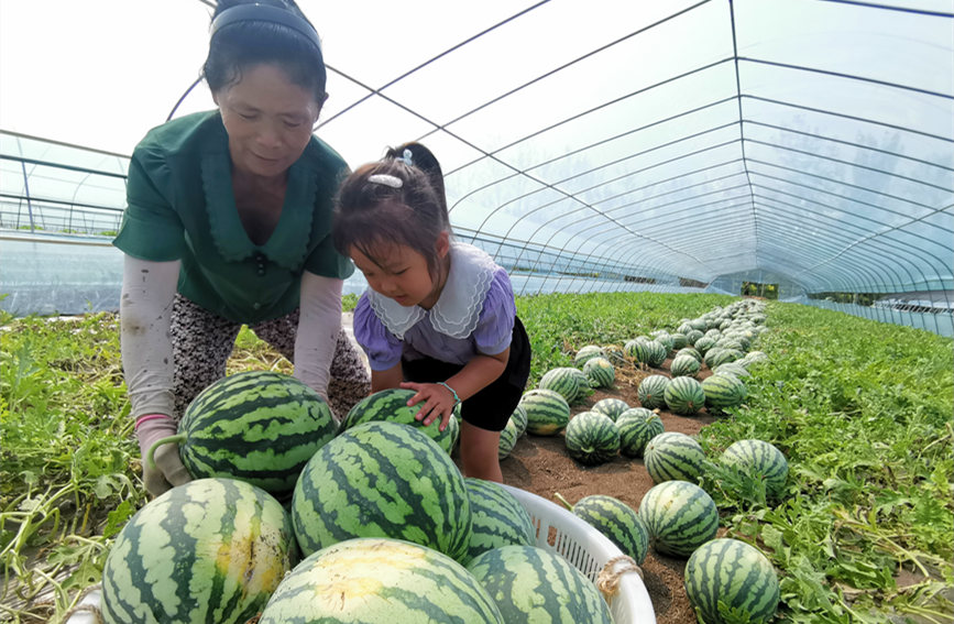 在北辰區(qū)雙街鎮(zhèn)的西瓜種植基地內(nèi)，種植農(nóng)戶們正忙著采收。陳立興攝