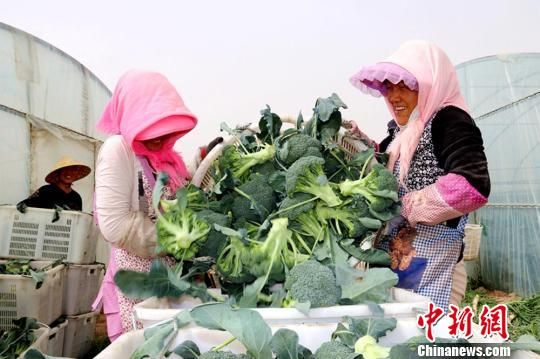 臨澤縣蓼泉鎮(zhèn)灣子村種植基地里豐收的西藍(lán)花。　趙學(xué)榮 攝