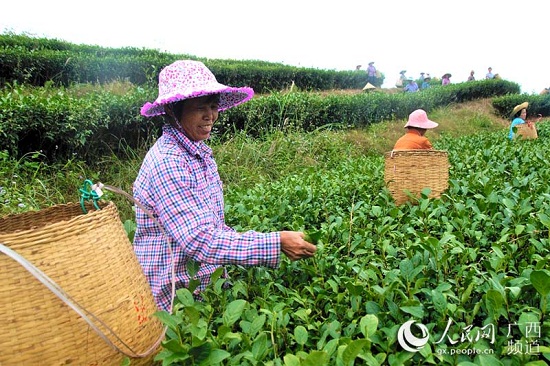 信良村茶葉種植基地里，婦女們?cè)诿χ烧枞~