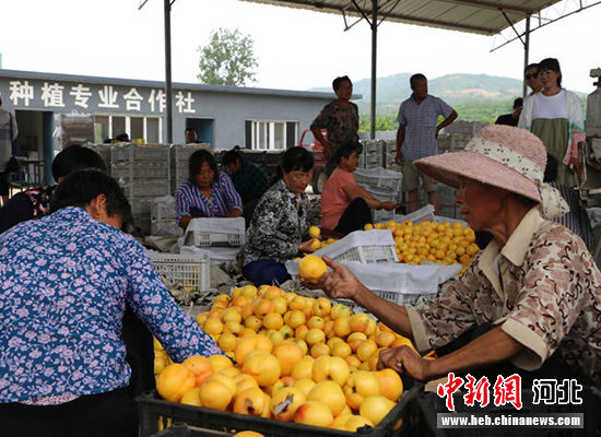 圖為秦皇島市撫寧區(qū)“首屆黃桃文化節(jié)”開(kāi)幕。 許慧敏 攝