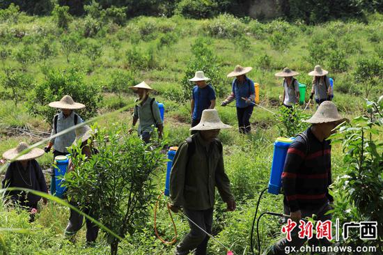 8月18日，在廣西柳州市融安縣大良鎮(zhèn)古蘭村古蘭屯，村民在金桔基地打藥。譚凱興 攝