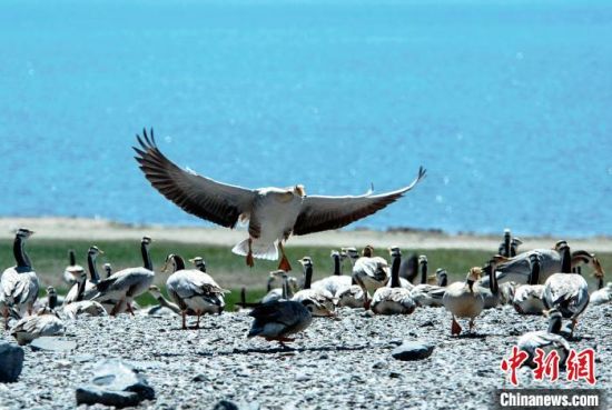 圖為青海濕地生態(tài)。(資料圖) 談林明 攝