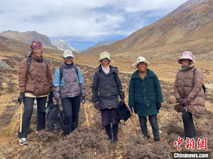 藏族阿佳們涂上自制防曬“面膜”上山找蟲草。　冉文娟 攝