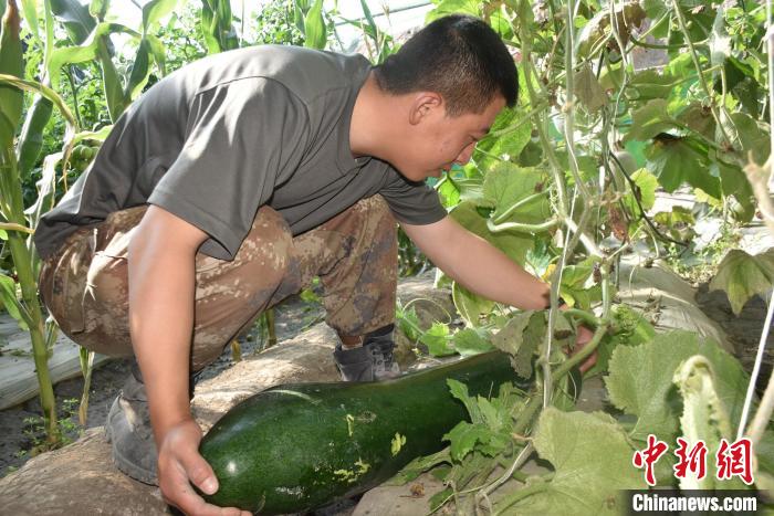 圖為阿里軍分區(qū)某邊防團(tuán)官兵在溫室摘菜?！￡悋[岳 攝