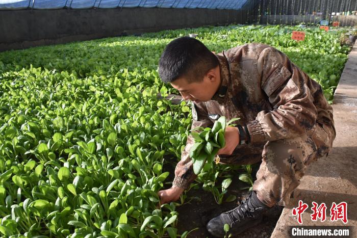 圖為阿里軍分區(qū)某邊防團(tuán)官兵在溫室摘菜?！￡悋[岳 攝