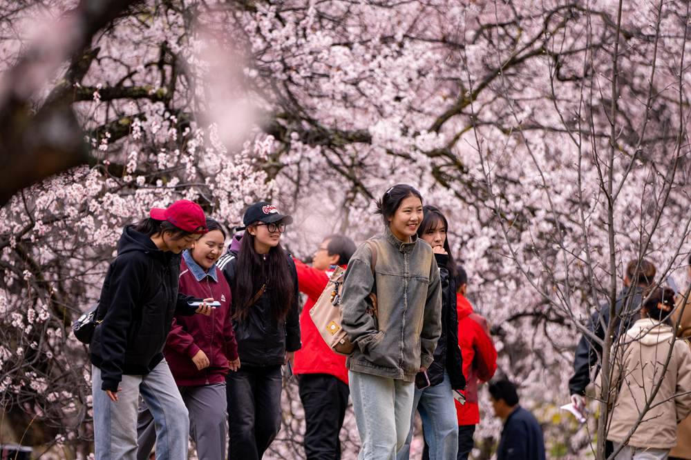 桃花盛開(kāi)惹人醉，八方游客賞花來(lái)。徐馭堯攝