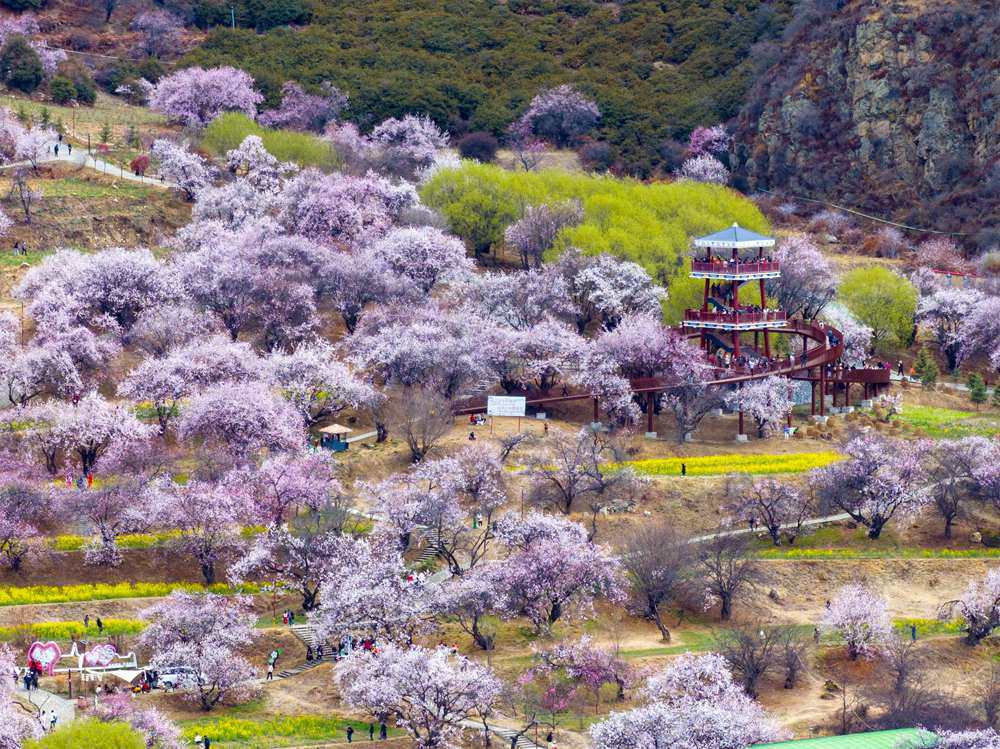 桃花盛開(kāi)惹人醉，八方游客賞花來(lái)。徐馭堯攝