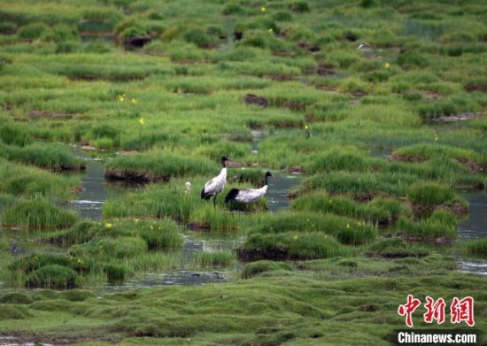 圖為祁連山國(guó)家公園青海片區(qū)內(nèi)的黑頸鶴?！∑钸B山國(guó)家公園青海省管理局供圖 攝