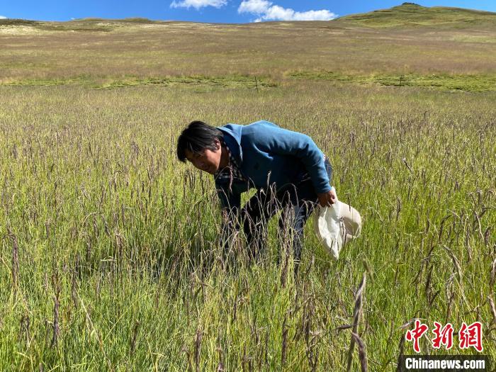 圖為多智正在自家牧場中撿垃圾。　李江寧 攝