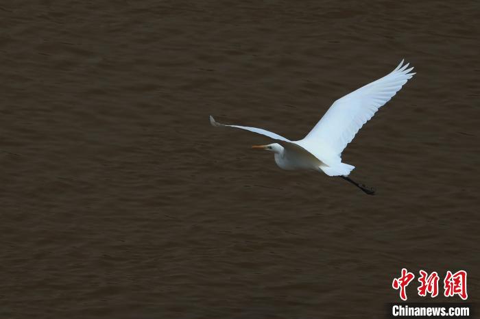 青?！澳赣H河”湟水水質(zhì)改善引鷺鳥嬉戲