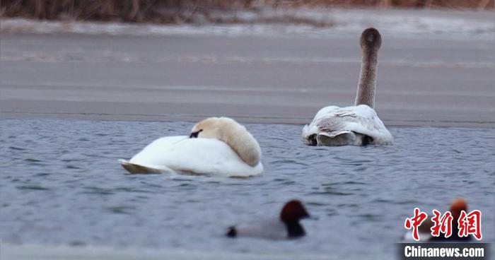 圖為疣鼻天鵝水面休憩。　青海國家公園觀鳥協(xié)會(huì)供圖 攝