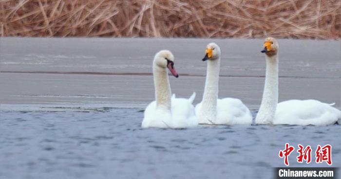 圖為疣鼻天鵝與大天鵝。　青海國家公園觀鳥協(xié)會(huì)供圖 攝