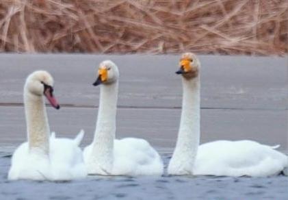 圖為疣鼻天鵝與大天鵝?！∏嗪夜珗@觀鳥協(xié)會供圖 攝