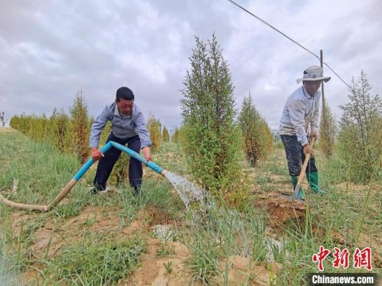 圖為扎西和村民給樹澆水。　祁增蓓　攝