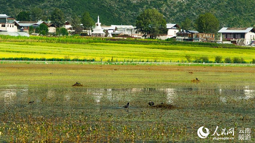 納帕海成為鳥類遷徙停留地。呂昊辰攝