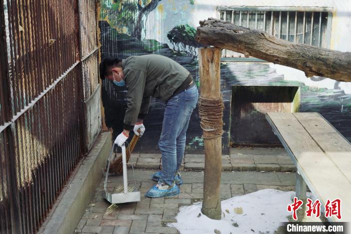 圖為雪豹“奶爸”史壽軍正在打掃豹館衛(wèi)生。　馬銘言 攝