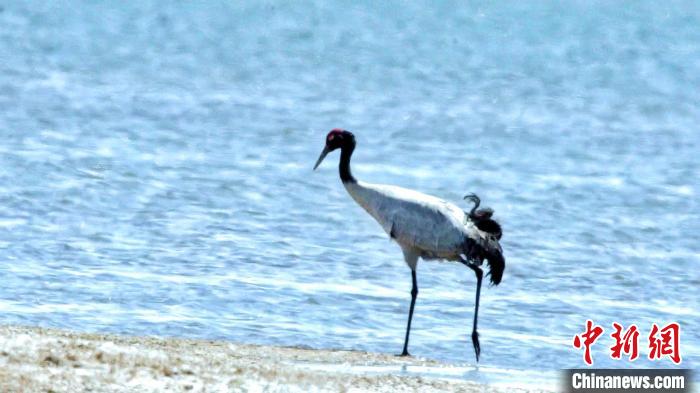 圖為黑頸鶴在青海湖畔散步?！《砣詹囟?攝