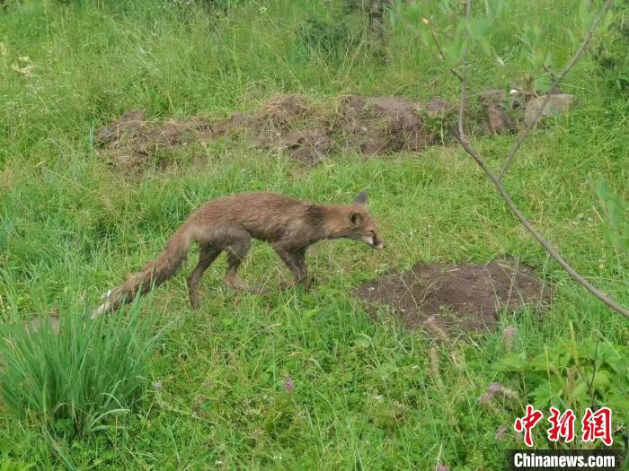 青?；ブ骄戎鷩叶壉Ｗo(hù)野生動物赤狐