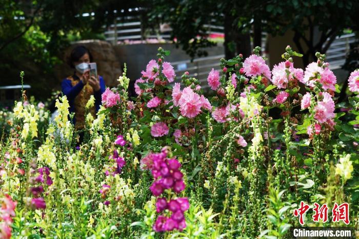 圖為市民在西寧園林植物園內(nèi)賞花拍照?！●R銘言 攝