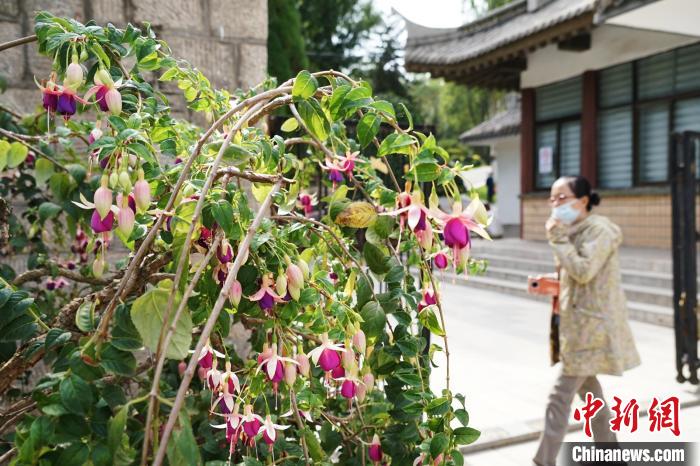 圖為市民在西寧園林植物園內(nèi)觀賞花卉。　馬銘言 攝