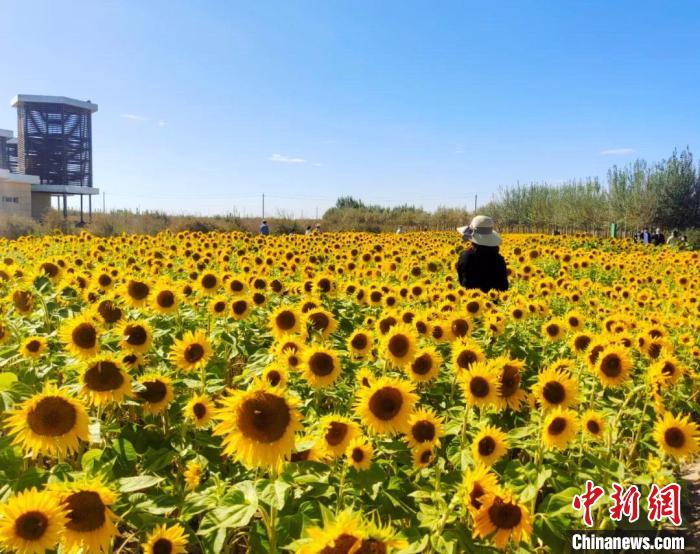 圖為格爾木境內(nèi)的向日葵花海?！「駹柲救诿襟w中心供圖