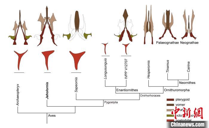 最原始鳥類“熱河鳥”最新研究：嗅覺更好、日行主導