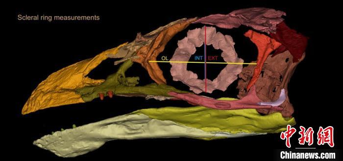 熱河鳥STM3-8化石標本的鞏膜環(huán)復原及測量示意圖?！『?供圖