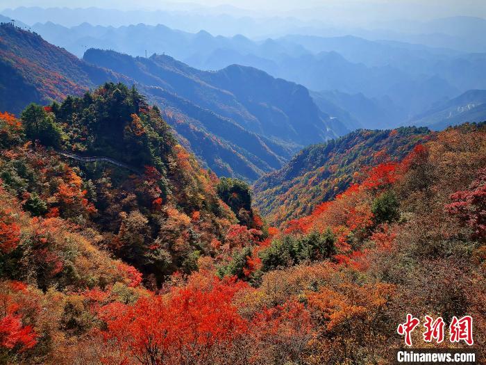 巴山大峽谷漫天紅葉?！埰?攝