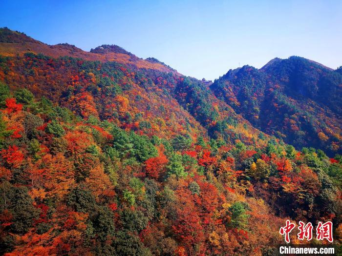 巴山大峽谷漫天紅葉?！埰?攝