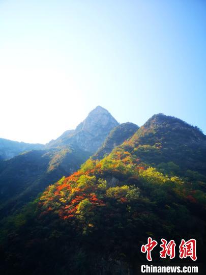 四川萬(wàn)源：紅葉觀(guān)賞正當(dāng)時(shí)滿(mǎn)山紅葉層林盡染