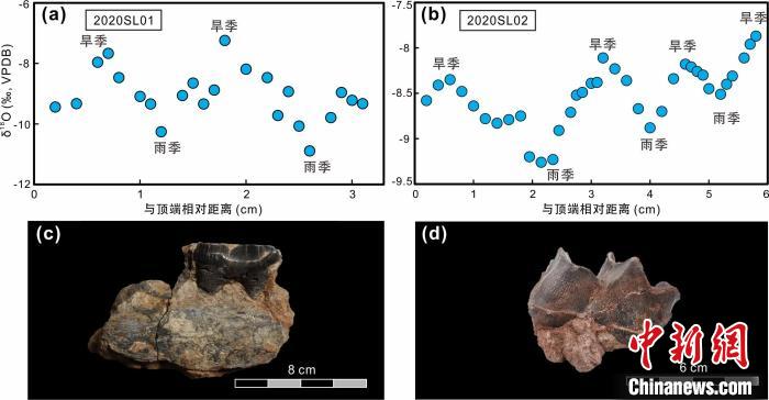 本次研究中的犀牛牙齒化石及氧同位素特征?！≈锌圃呵嗖馗咴?供圖