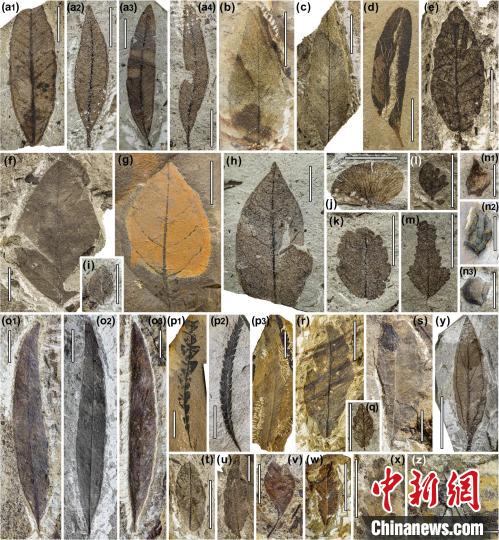 中始新世熱魯化石植物群(4500萬–4000萬年前)?！≈锌圃呵嗖馗咴?供圖