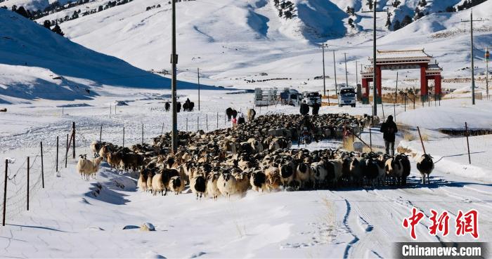 圖為村民在雪地上放牧?！《继m縣融媒體中心供圖