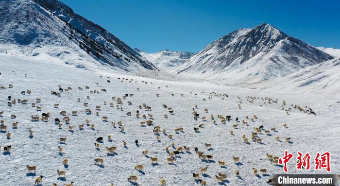 圖為羊群在雪地里覓食?！《继m縣融媒體中心供圖