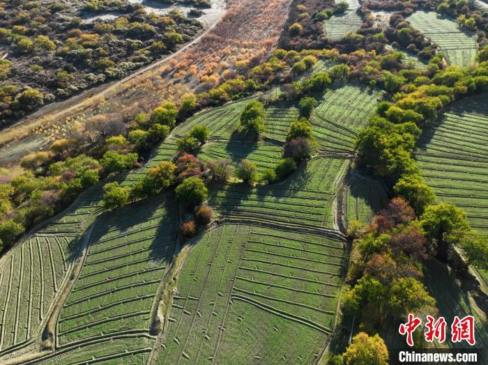 圖為11月8日，雅魯藏布江畔的高原梯田?！《拘?攝