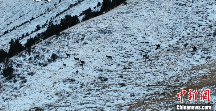 圖為巖羊和馬鹿集體在雪地里休憩?！《继m縣融媒體中心 供圖