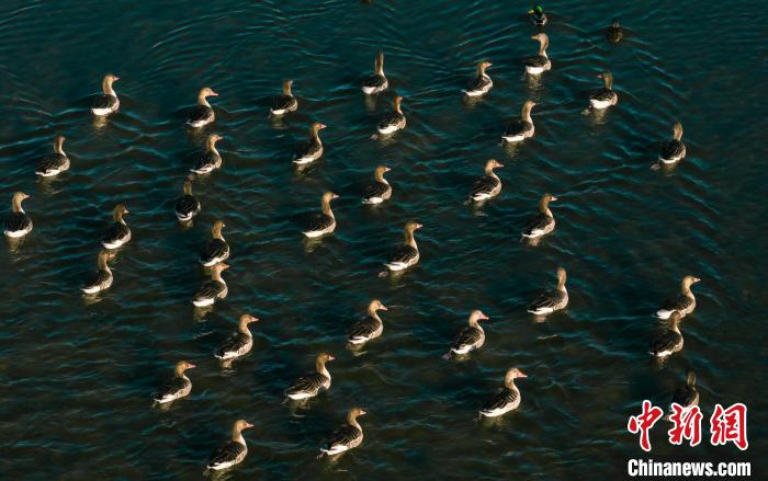 圖為湖中的野生鳥類。　何啟金 攝